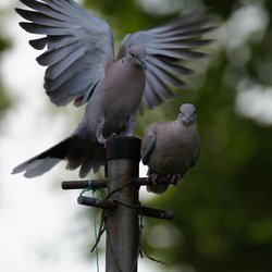 Collared-dove