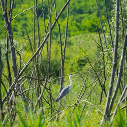 Grey Heron