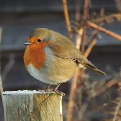 Robin