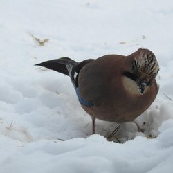 Eurasian Jay