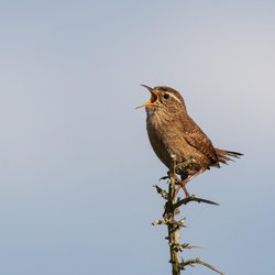 Northern Wren