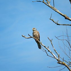 Kestrel