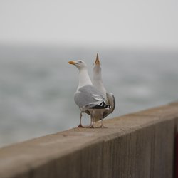 Herring Gull