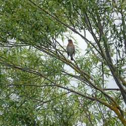 Song Thrush