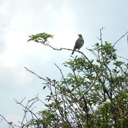 Mistle Thrush