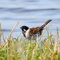 Reed Bunting