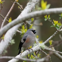 Bullfinch
