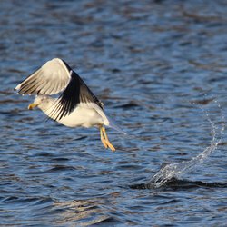 Lesser Black-backed Gull