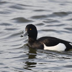 Tufted Duck