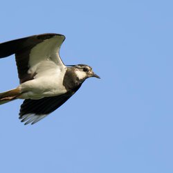 Northern Lapwing