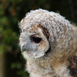 Tawny Owl