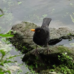 Blackbird