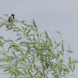 Reed Bunting