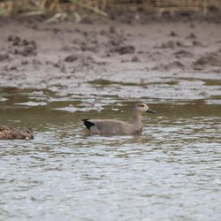 Gadwall