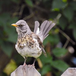 Fieldfare
