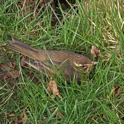 Redwing