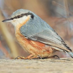 Nuthatch