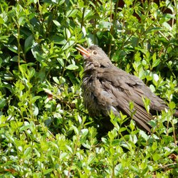 Blackbird