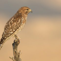 Buzzard