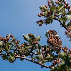 Reed Bunting