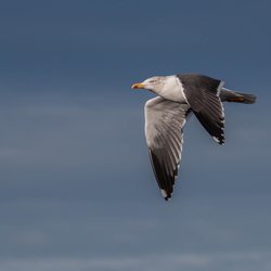 Lesser Black-backed Gull