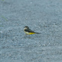 Grey Wagtail