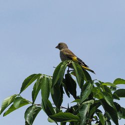 Greenfinch