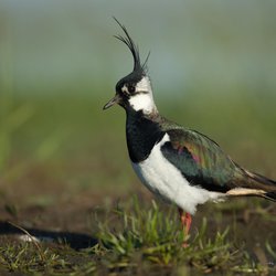 Northern Lapwing