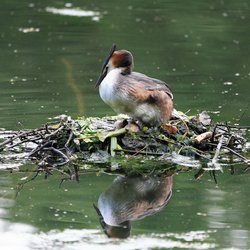 Great Crested Grebe