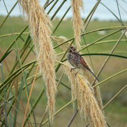 Reed Bunting