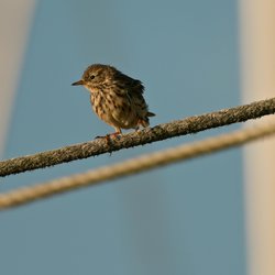 Meadow Pipit