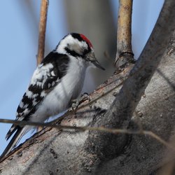 Lesser Spotted Woodpecker
