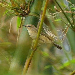 Chiffchaff