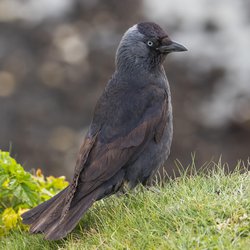Jackdaw