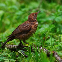 Blackbird