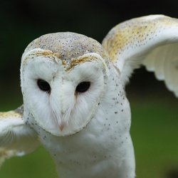 Barn-owl