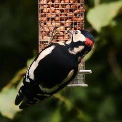 Great Spotted Woodpecker
