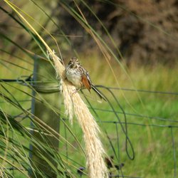 Reed Bunting
