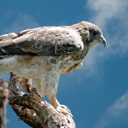 Buzzard
