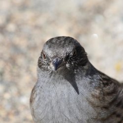 Dunnock