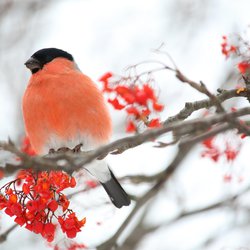Bullfinch