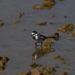 White Wagtail