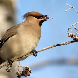 Bohemian Waxwing