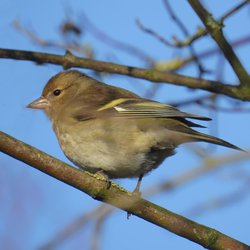 Greenfinch