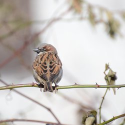 House Sparrow
