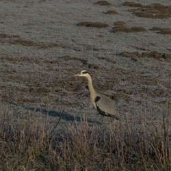 Grey Heron