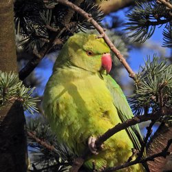 Ring-necked parakeet