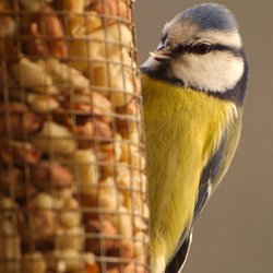 Blue Tit