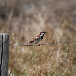 House Sparrow
