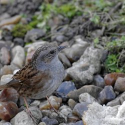 Dunnock